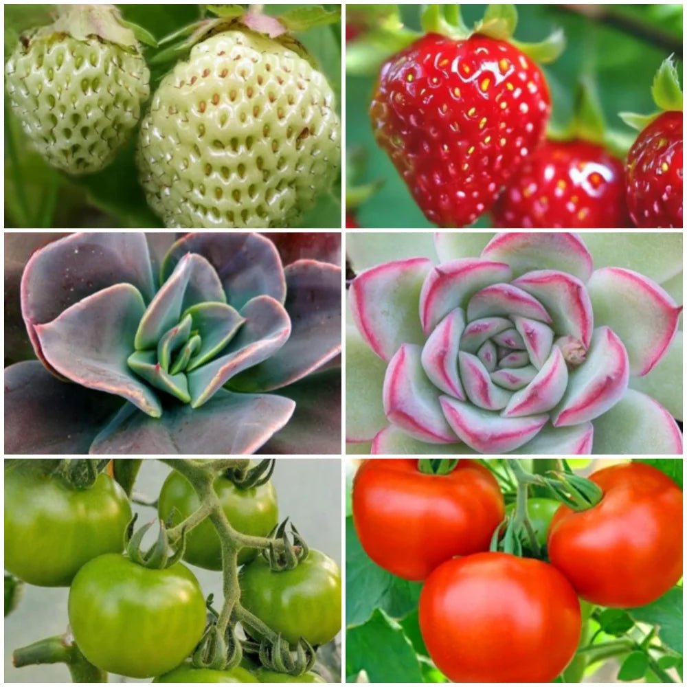 FloraFlare™ Grow Light - Luminoya